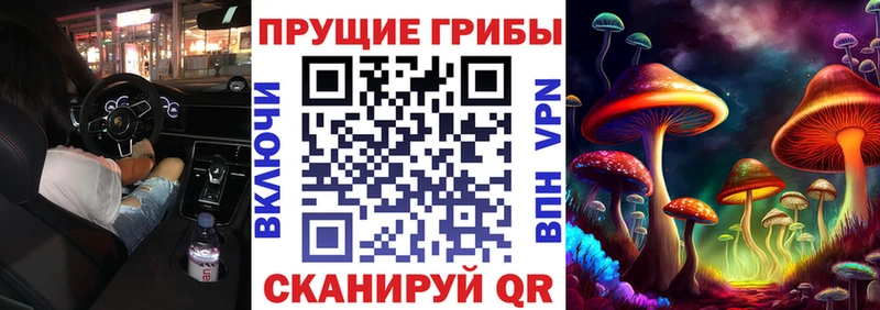 закладка  Зуевка  Галлюциногенные грибы Psilocybine cubensis 